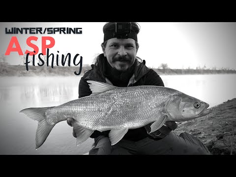 ASP FISHING in EARLY SPRING ...
