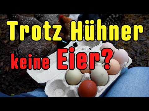 20 Gründe warum Eure 🐔 Hühner keine Eier🥚 legen!