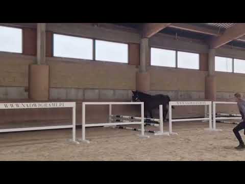 Dia de Sol (Grandorado x Diamant de Semilly) 2025/05 - free jumping