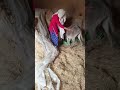 Funniest Donkey Moments In My Village Daily Family Vlog Routine⁠