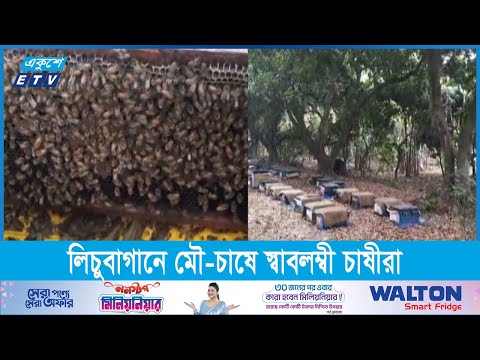গাজীপুরের কাপাসিয়ায় লিচুবাগানে মৌ-চাষের বাড়তি আয়ে স্বাবলম্বী চাষীরা। তাদের দাবি, ফুলের সঠিক পরাগায়নে বাড়ছে লিচুর ফলনও। ফলে লাভবান হচ্ছেন দু’ভাবেই।