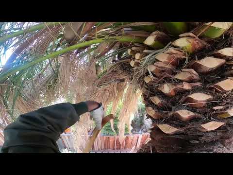 image-What are the different types of palm trees in Arizona?