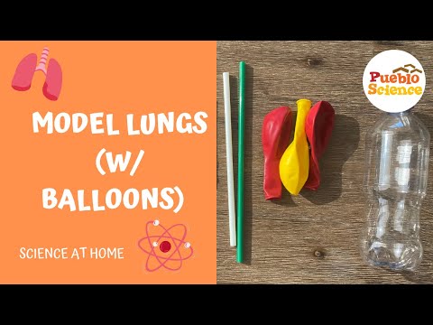 Model Lungs