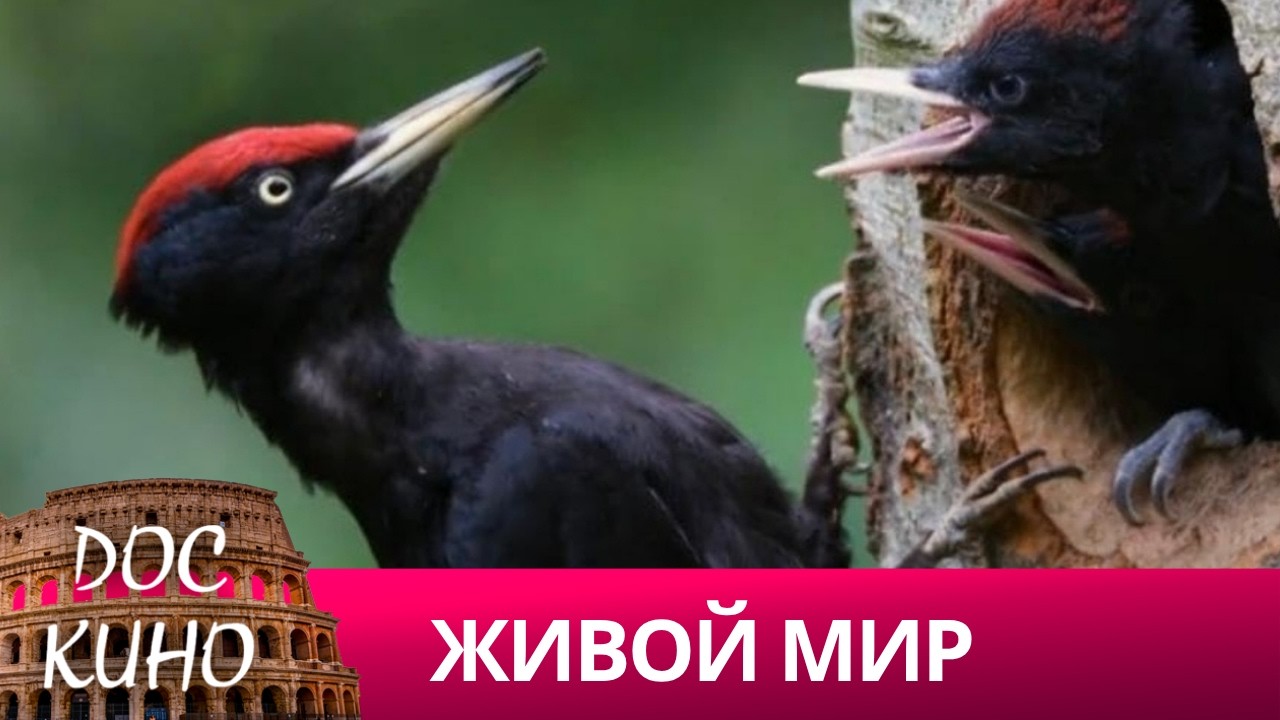 🎭 ЖИВОЙ МИР 🌎 ДОКУМЕНТАЛЬНОЕ КИНО 🎆 2023