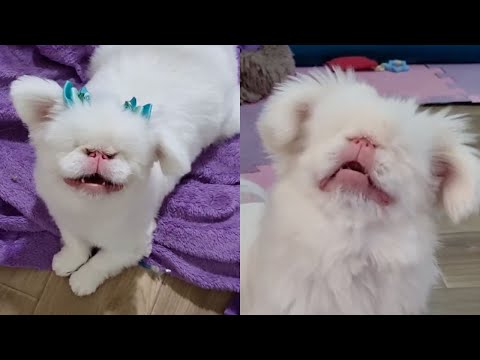 The miracle of Hellena: the albino, blind, and mute dog who found the love she deserved