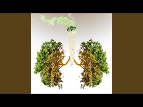 Zielone Płuca Polski