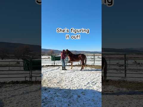 Teaching a mustang to pick up her feet!