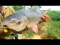 BEST FISHING VIDEO RAHU FISH CATCHING