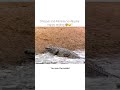 Crocodile Tries To Catch Monkey And Deer Ghazaal Episode 12