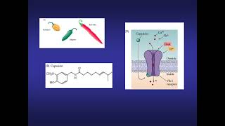 Somestesia (Parte 3)