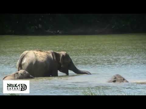 Dinuka safari srilanka 🇱🇰 Yala National park elephants 🐘🌿🐘book now +94741003585 www.dinukasafari.com