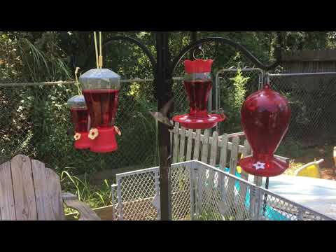Hurricane Harvey Hummingbirds