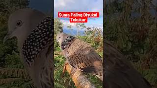 Download lagu Suara Burung Tekukur Gacor Paling Disukai #tekukur mp3