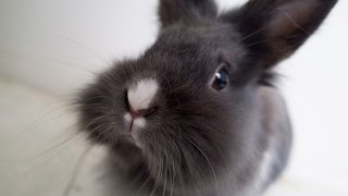 Yui loves Fresh Basil バジリコが大好きのゆいちゃん