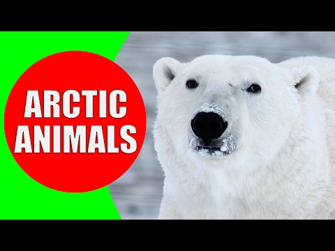 Arctic Animals for Kids - Arctic Animal Sounds for Children to Learn | Snow Animals & Polar Animals