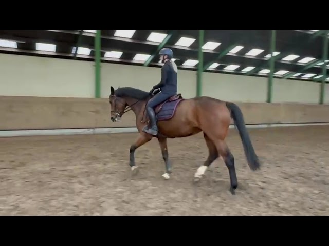 Riding movie at home Palma Balia van Seldsum (Comme il Faut x Zirocco Blue VDL).