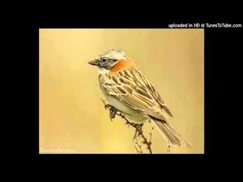 Today's Tango Is... Ya No Cantas Chingolo - Francisco Lomuto 05-05-1942