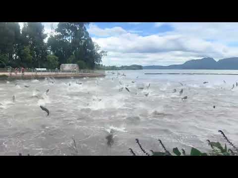 Hundreds Of Fish Leap From Chinese Lake