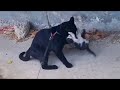 Male Cat Richi Try To Kill Kitten