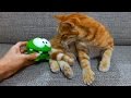 Om Nom New Stories - Om Nom and Cat  Video for Kids
