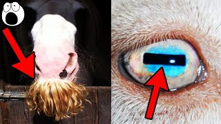 Top 10 Animal Features You Never Noticed Have Special Purposes