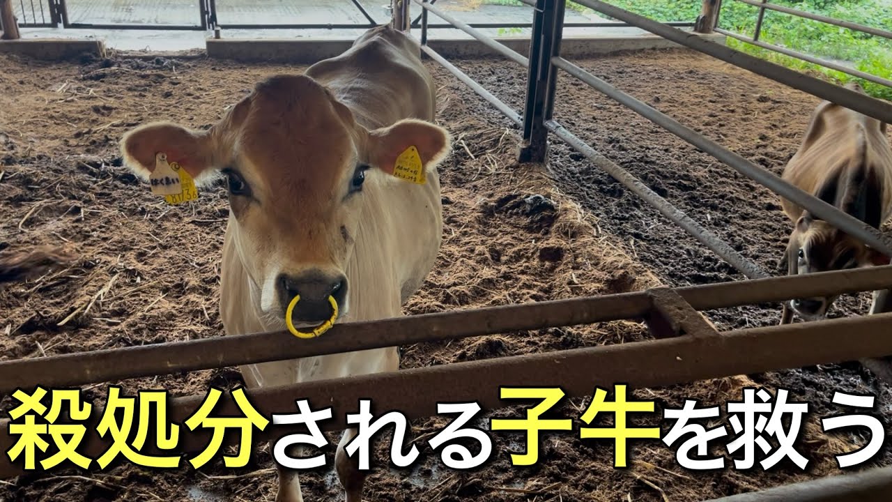 産まれてすぐ殺処分される子牛を救いたい