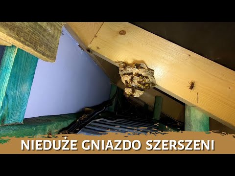Nieduże gniazdo szerszeni - usuwanie gniazda - likwidacja gniazda - gniazdo szerszeni