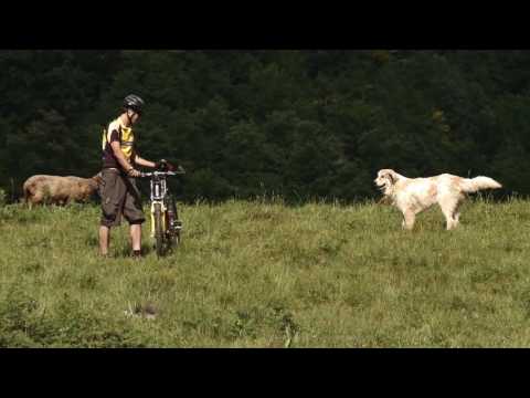 Livestock guardian dogs: The correct behavior in front of Livestock guardian dogs Video