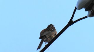 一筆啓上仕り候