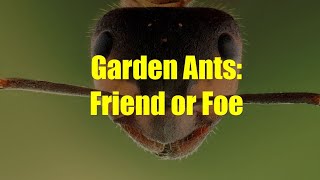 Ants in the Garden: Friend or Foe?