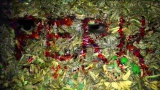 PERK thriller Telugu Short Film