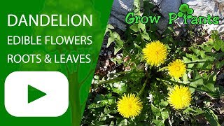 Dandelion plant - growing &amp; harvesting edible roots, flowers &amp; leaves