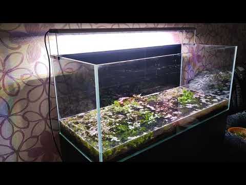 Запуск аквариума 220 литров на питательном грунте ista premium soil.