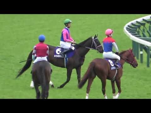 2021 第23回中山グランドジャンプJ･GⅠ 本馬場入場 現地映像 メイショウダッサイ 【競馬】