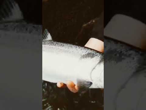 Fraser Valley Coho.        #Hashtag Hiking For Coho.