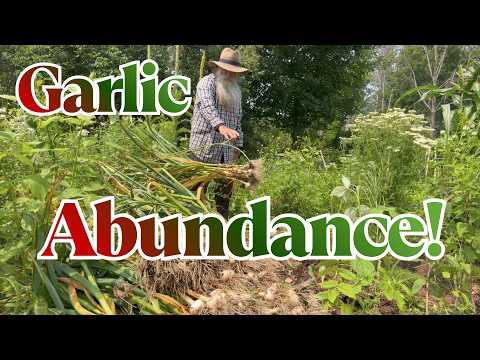495 Garlic Bulbs Harvested No-Dig: Cure & Store for Yearlong Use