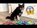 Talking Dog Buttons Funniest Smartest And BEST Moments