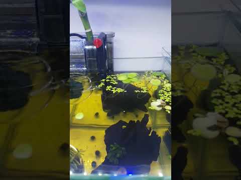 My 2.5 Gallon Betta fish tank set-up with floating Marino Moss Ball effect