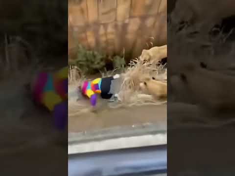 Mujer cae en jaula de leones