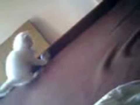 cat playing with a ball