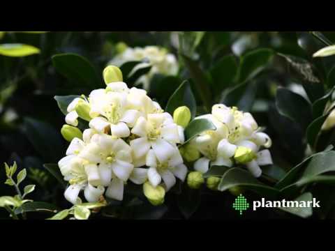image-Are Murrayas poisonous?