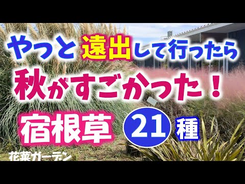 園芸 紫色のトウダイグサ
