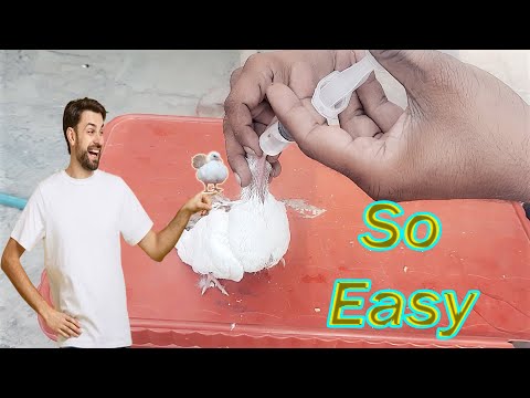 , title : 'how to hand feed big baby pigeon | pigeon hand feeding training | how to feed a baby pigeon by hand'