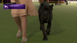 Apa yang Diperiksa pada Cane Corso di Westminster 2023?