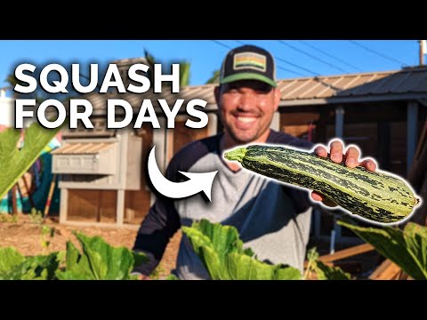 How to Grow Squash | Basic Tips for Incredible Success