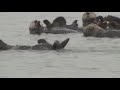 Rare river otter bites near Lake Tahoe