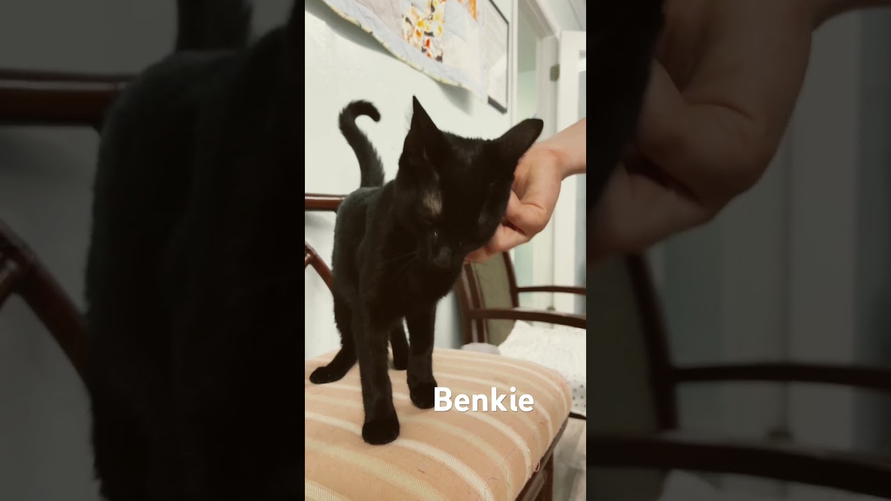Benkie, a Adoptable Domestic Short Hair in Mobile, AL video 6/6