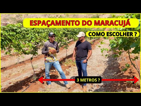 ESPAÇAMENTO DO MARACUJÁ - Como Plantar Maracujá da Forma Certa. #ep03 #maracuja