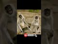 Funny Monkey Laugh WhatsApp Status