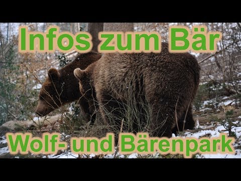 Interessante Infos zum Bär / Wolf- und Bärenpark / Tierschutz / Nature Trails